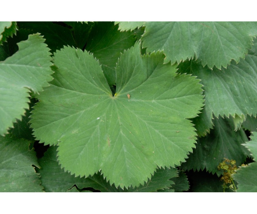 Lady's Mantle